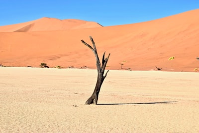 沙漠上的棕色浮木